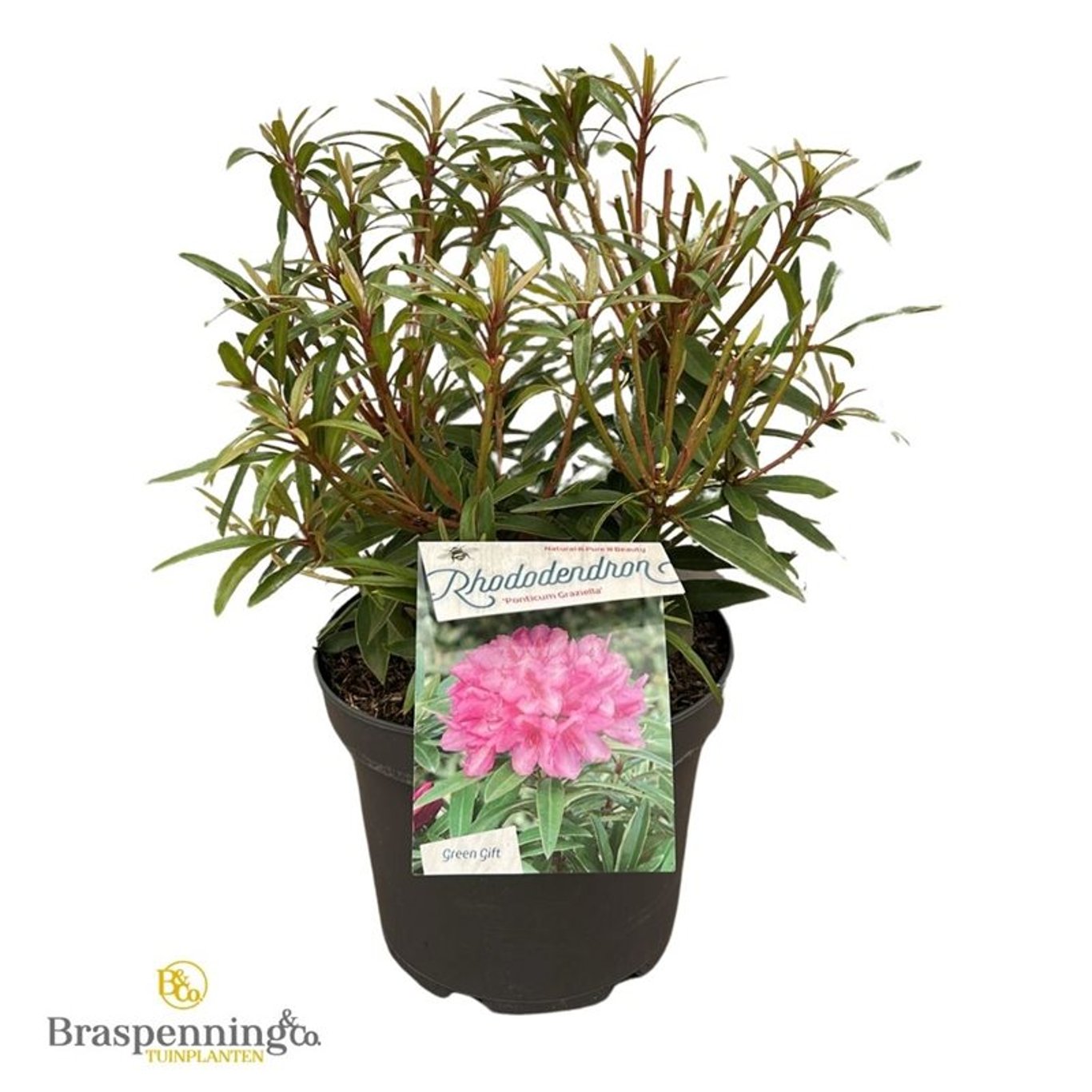 Rhododendron – Rhododendron ponticum 'Graziella' - C5 30-40 CM